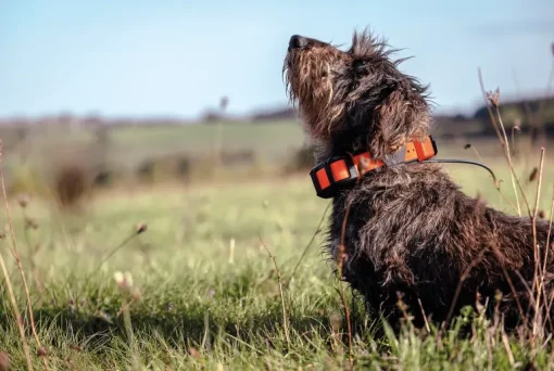 Alpha LTE, hundpejl - Handhållen Gps - Alpha LTE, hundpejl